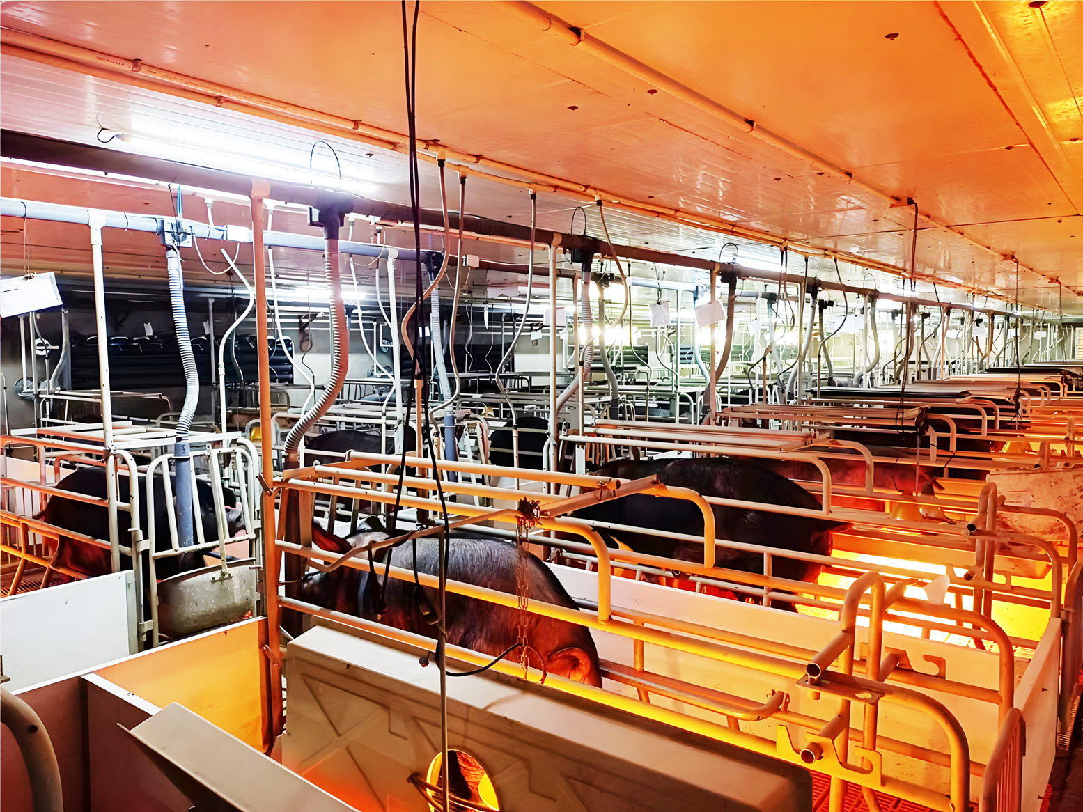 ����Һ̬��