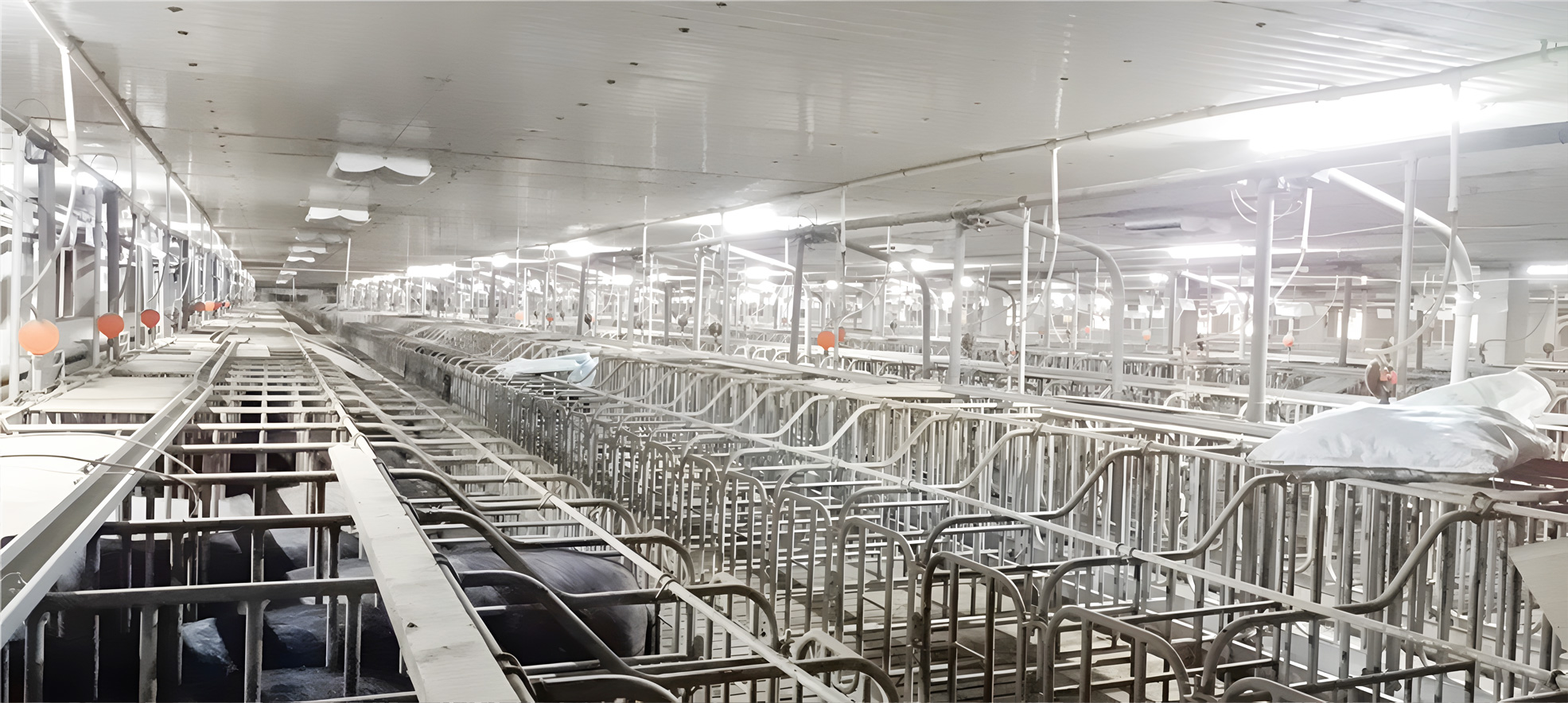 ��ֳ����